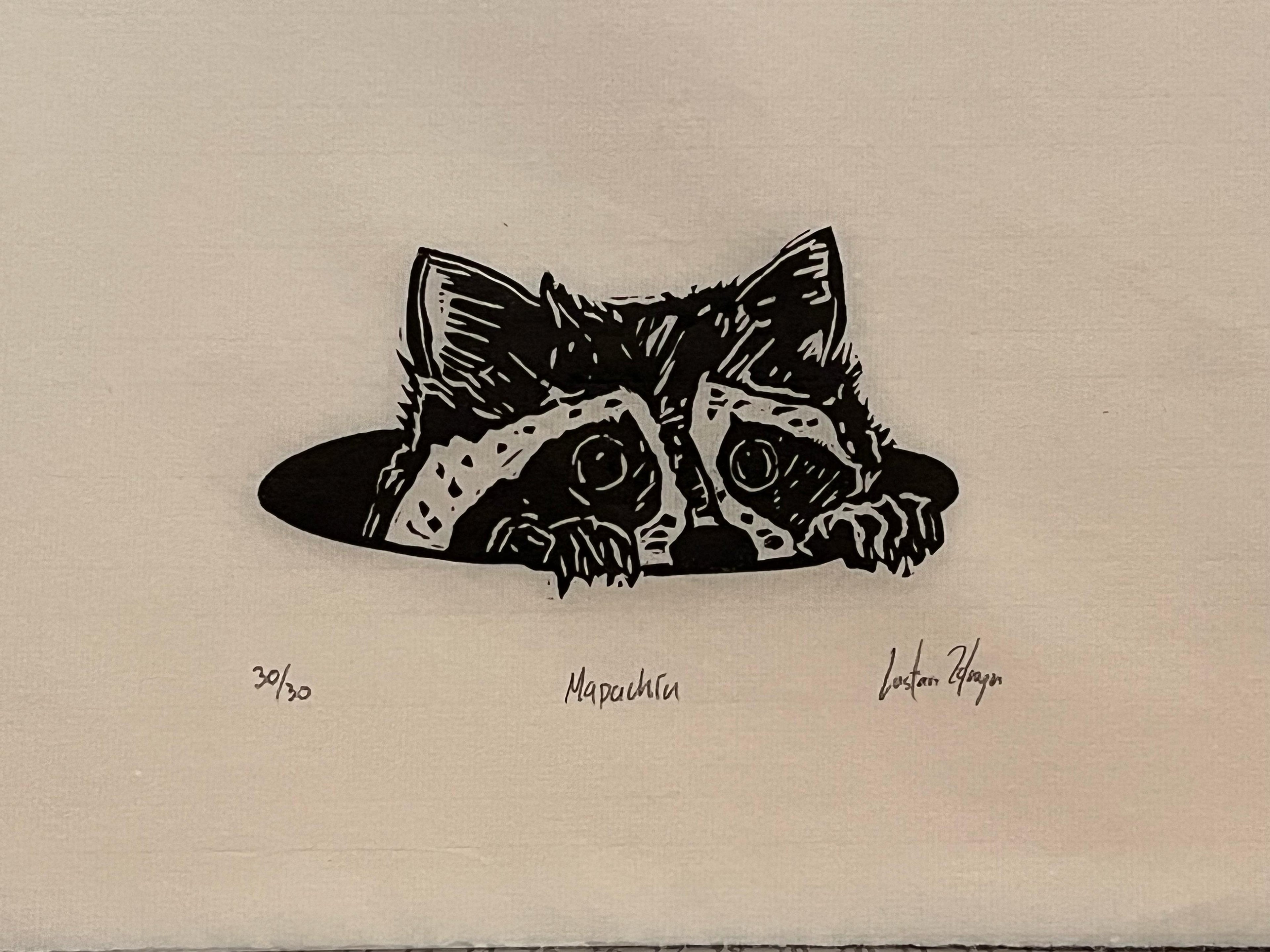 Everyday Animals