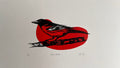 Icterus Galbulla